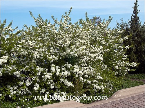 Blackhaw Viburnum (Viburnum prunifolium) 
A very handsome large shrub when in bloom. This was a very warm early spring and V. prunifolium was blooming April 17th